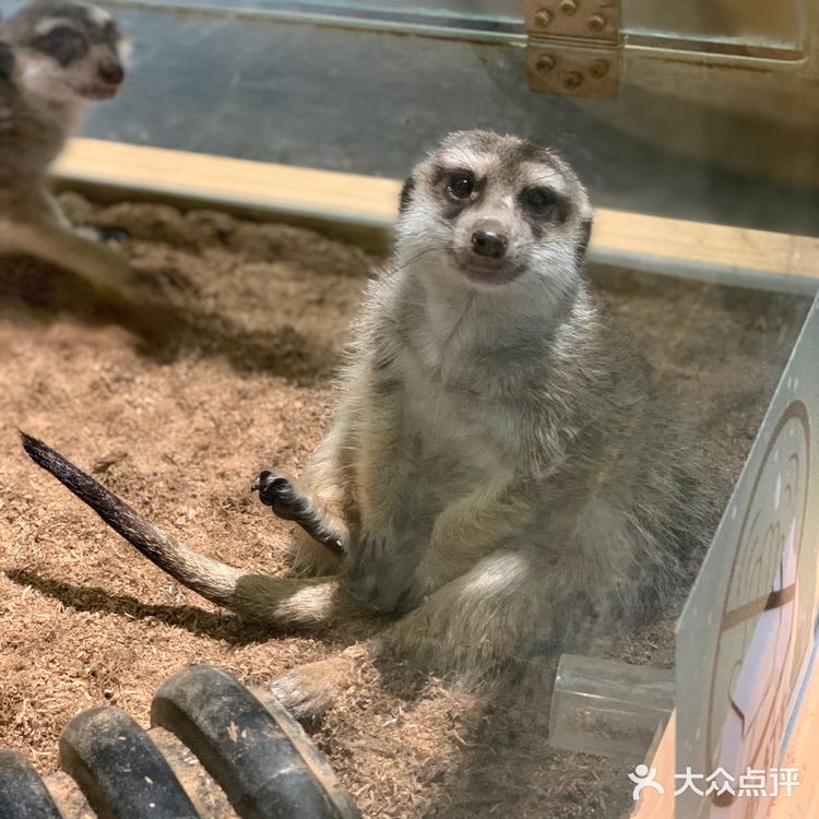 福田萌宠店｜性价比高，周末快来rua它们