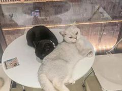 -怪兽屋·羊驼·猫咖·狗咖(俊华广场店)