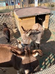 -萌宠亲子动物乐园(槐房万达店)