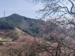 -新建村梅花