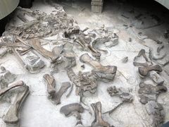 -自贡恐龙博物馆