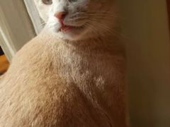 -猫咖时代(中山亭店)