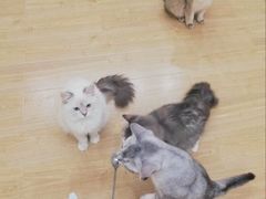 -有喵·猫咖·狗咖·30几只猫10只小狗(岗厦店)