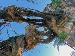 -奥兰多迪士尼动物王国乐园