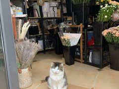 -ChaKo Flora ·茶子花艺 (市北店)