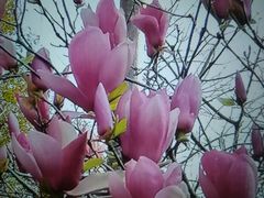 -云溪植物园