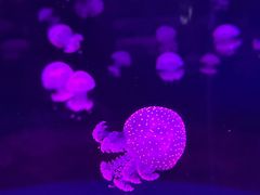 -欢乐海岸海洋奇梦馆