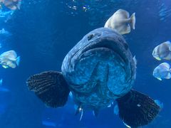 -太平洋海底世界