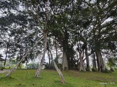 -瑞丽独树成林风景区