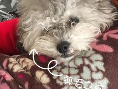 -八公叔叔宠物美容连锁(春申店)