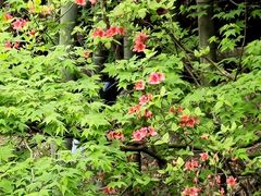 -藏龙百瀑风景区