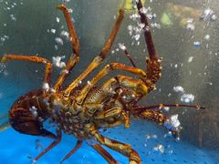 -蟹之国·精品蟹料理(极地店)