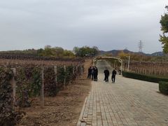 -北京张裕爱斐堡酒庄