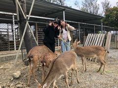 -鹿境梅花鹿生态园区