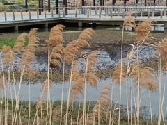 -滆湖低碳生态公园