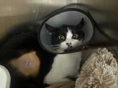 -瑞派康怡24h宠物医院·犬猫医疗中心·微创绝育(瑞景分院)