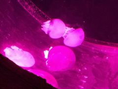 景点-华夏文旅海洋公园