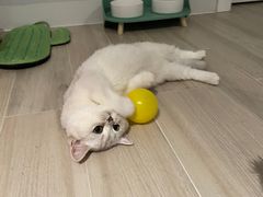 -lincat·猫舍(广州店)