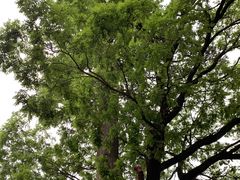 -少华山国家森林公园