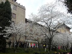 -武汉大学-樱园