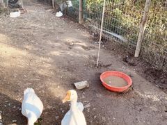 -前小桔亲子创意农场·草莓采摘·露营烧烤