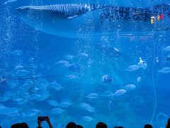 -烟台海昌鲸鲨海洋公园