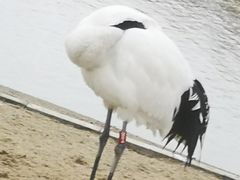 -盐城丹顶鹤湿地生态旅游区