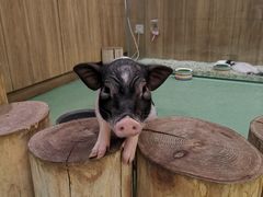 -藦茜花园宠物主题亲子互动体验馆(国顺东路店)