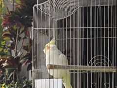 -溪岸路花鸟市场