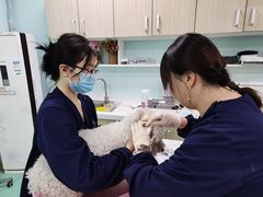 -北京观赏动物医院·24小时大型综合·猫专科·异宠专科