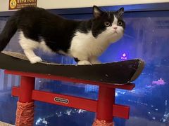 -Catmate·猫肥家润(金润铂宫店)