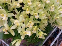 -双季花艺园艺市场(浦东店)