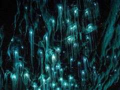 -怀托摩萤火虫洞