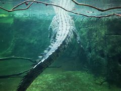-悉尼海洋生物水族馆