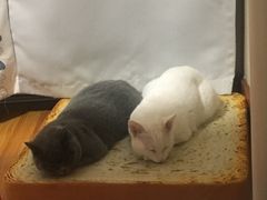 -艾贝尔宠物医院 ·内科全科(梁溪路店)