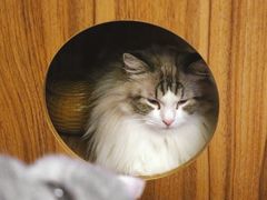 -MOCHA明星猫咖(田子坊店)