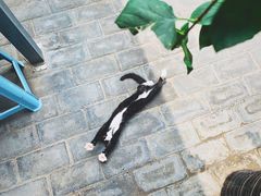 -新疆狼爷烤肉(宋庄店)