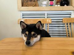 -柴の食堂·日式家庭料理·熊之肆(大学路店)