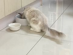 -鼓捣猫呢主题猫咖店