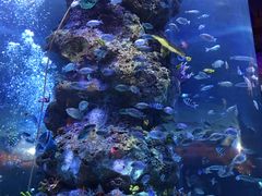 -芜湖新华联大白鲸海洋公园