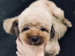 -多卡布奇宠物生活馆(上林世家店)