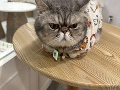 -楼上猫咖(罗湖店)