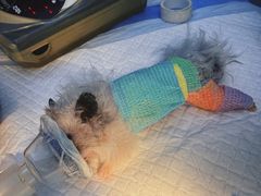 -瑞派·关忠动物医院·异宠专科·犬猫肿瘤·皮肤专科(望京店)