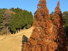 -神户市立六甲山牧场
