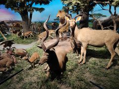 -国家自然博物馆