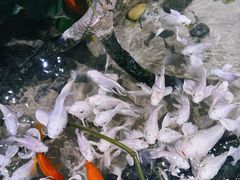 -正佳雨林生态植物园