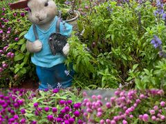 -东莞观音山旅游风景区