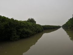 -大湾区中央湿地公园