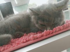 -宠爱多约克夏马尔济斯泰迪小型犬专卖
