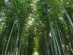 -树山生态村